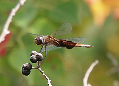[Side view of a dragonfly perched on some berries. The body and face is light brown. The eyes are purplish-blue and the 'saddle' is dark brown while the rest of the wings are clear.]